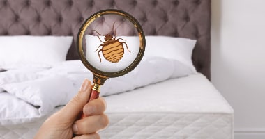 Anti Bedbug Allergy Treatment